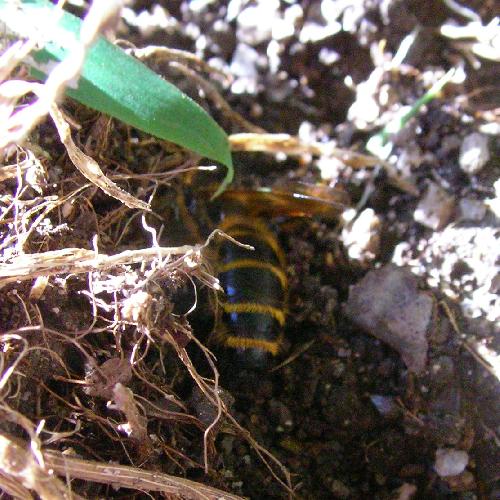 キンケハラナガツチバチ ♀は産卵のため地中にもぐる