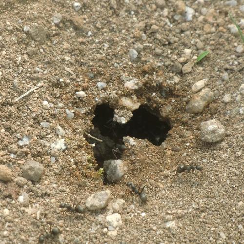 クロオオアリの巣